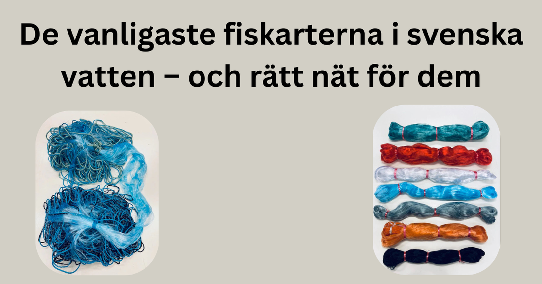 De vanligaste fiskarterna i svenska vatten – och rätt nät för dem